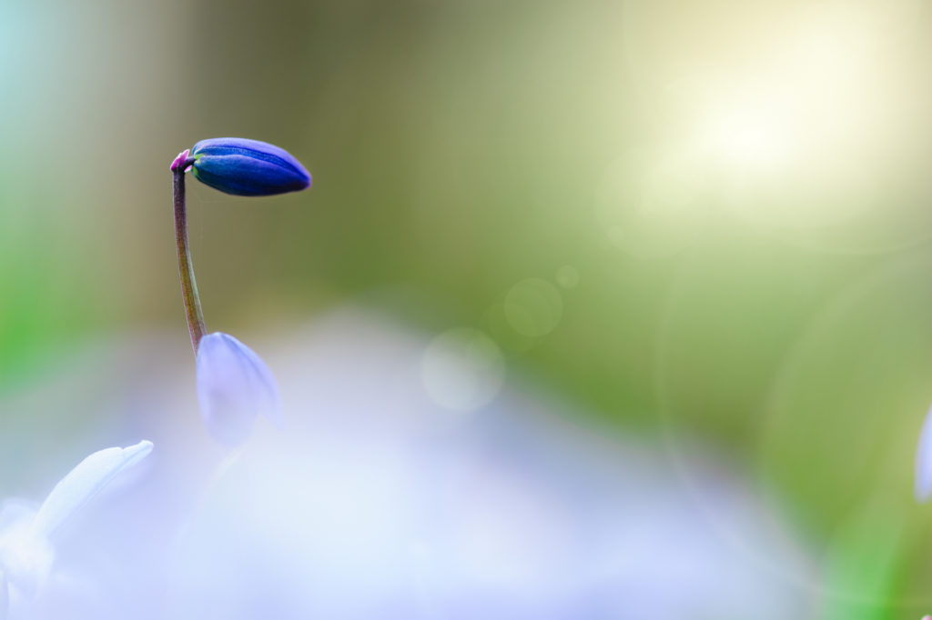 Blå blomsterknopp mot uklar bakgrunn. Foto.