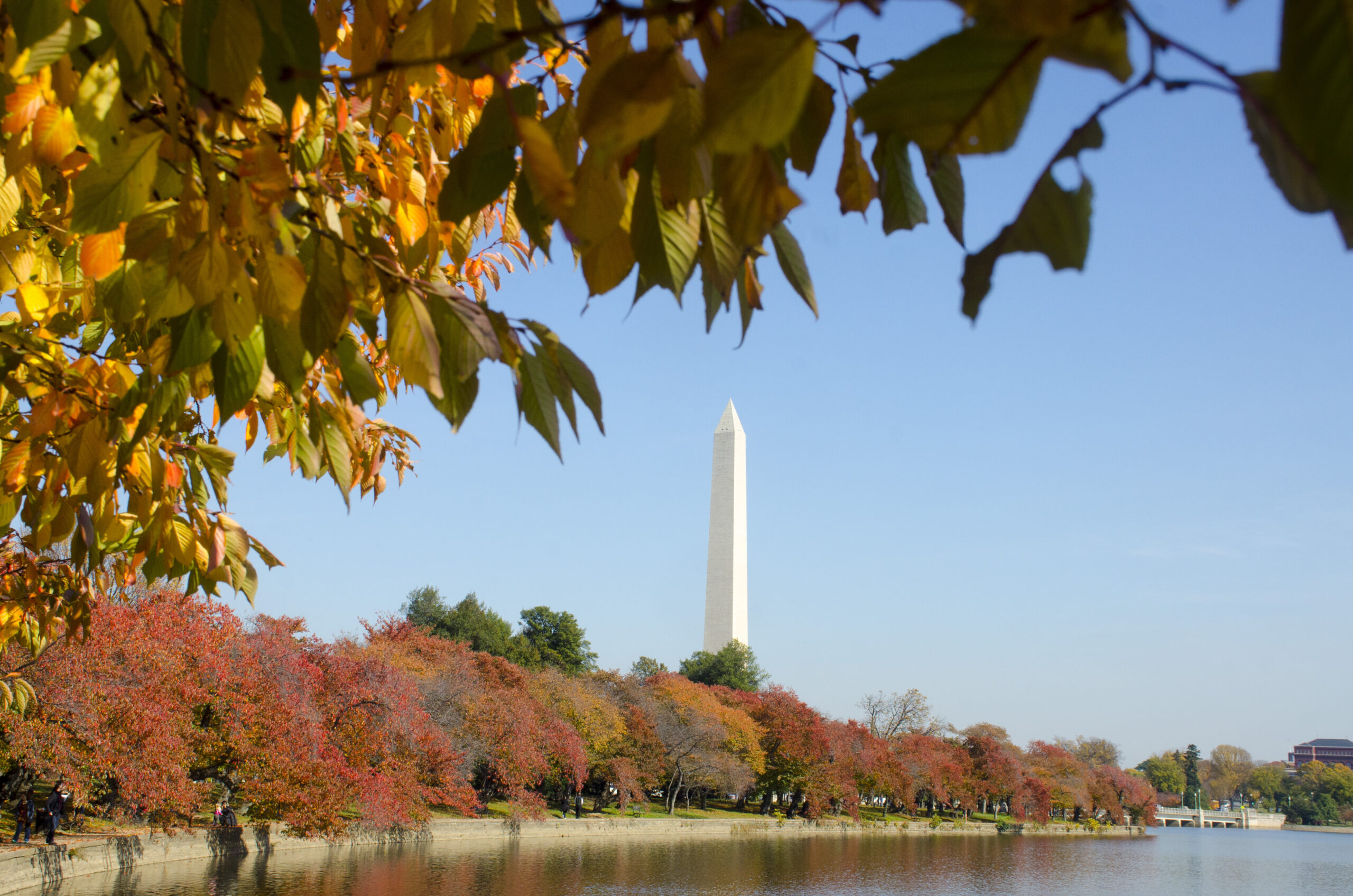 De berømte kirsebærtrærne blir oransje og gule om høsten i Washington DC. Washington-monumentet er i midten mot blå himmel. Foto.