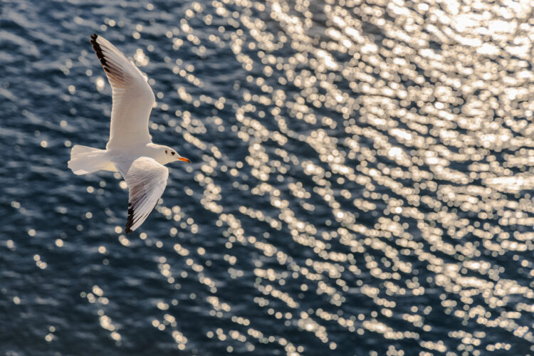 En måke som flyr over en vannflate. Sollyset reflekteres fra vannet og skaper en glitrende effekt. Foto.