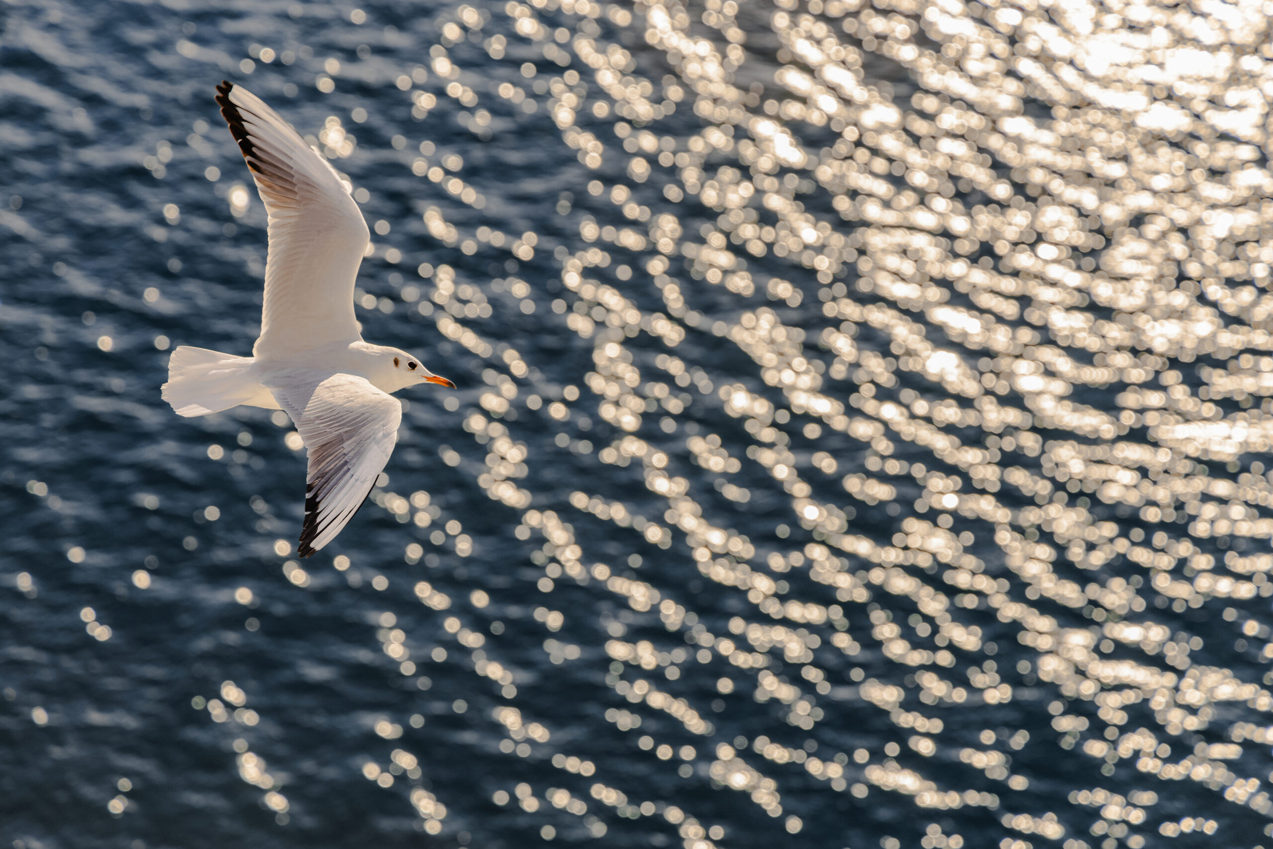 En måke som flyr over en vannflate. Sollyset reflekteres fra vannet og skaper en glitrende effekt. Foto.